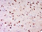 Phospho-nNOS (Ser1417) Antibody in Immunohistochemistry (Paraffin) (IHC (P))