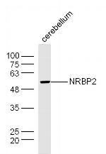 NRBP2 Antibody in Western Blot (WB)