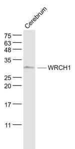 WRCH-1 Antibody in Western Blot (WB)