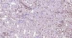 PSMD14 Antibody in Immunohistochemistry (Paraffin) (IHC (P))