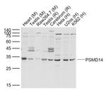 PSMD14 Antibody in Western Blot (WB)
