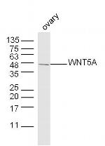 WNT5A Antibody in Western Blot (WB)