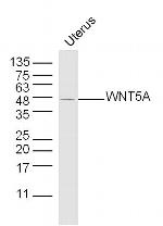 WNT5A Antibody in Western Blot (WB)