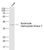 Nucleoside Diphosphate Kinase 7 Antibody in Western Blot (WB)