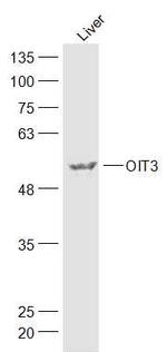 OIT3 Antibody in Western Blot (WB)