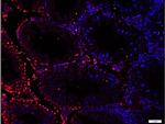 Phospho-Src (Ser75) Antibody in Immunohistochemistry (Paraffin) (IHC (P))