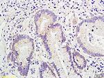 Muc2 Antibody in Immunohistochemistry (Paraffin) (IHC (P))