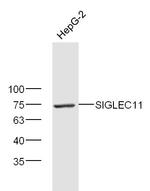 SIGLEC11 Antibody in Western Blot (WB)