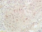 PCNA-proliferation Marker Antibody in Immunohistochemistry (Paraffin) (IHC (P))