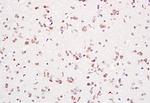 PCNA-proliferation Marker Antibody in Immunohistochemistry (Paraffin) (IHC (P))