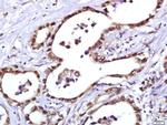 PCNA [proliferation Marker] Antibody in Immunohistochemistry (Paraffin) (IHC (P))