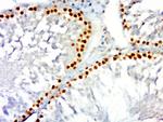 PCNA [proliferation Marker] Antibody in Immunohistochemistry (Paraffin) (IHC (P))