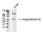 Angiotensin 3 Antibody in Western Blot (WB)