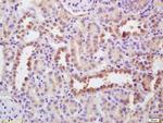 EGF Antibody in Immunohistochemistry (Paraffin) (IHC (P))