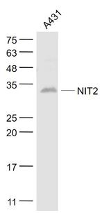 NIT2 Antibody in Western Blot (WB)