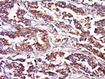 FAIM3 Antibody in Immunohistochemistry (Paraffin) (IHC (P))