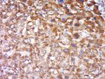 FAIM3 Antibody in Immunohistochemistry (Paraffin) (IHC (P))