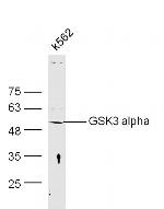 GSK3 Alpha Antibody in Western Blot (WB)