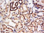 BPNT1 Antibody in Immunohistochemistry (Paraffin) (IHC (P))