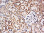 BPNT1 Antibody in Immunohistochemistry (Paraffin) (IHC (P))