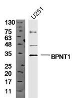 BPNT1 Antibody in Western Blot (WB)