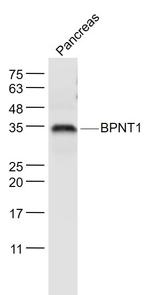 BPNT1 Antibody in Western Blot (WB)