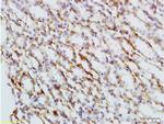 Phospho-Nrf2 (Ser40) Antibody in Immunohistochemistry (Paraffin) (IHC (P))