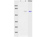 Phospho-Nrf2 (Ser40) Antibody in Western Blot (WB)