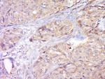 STAT2 Antibody in Immunohistochemistry (Paraffin) (IHC (P))