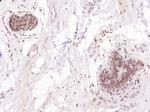 STAT2 Antibody in Immunohistochemistry (Paraffin) (IHC (P))