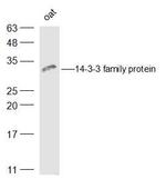 14-3-3 family protein Antibody in Western Blot (WB)