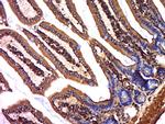 HSD11B2 Antibody in Immunohistochemistry (Paraffin) (IHC (P))