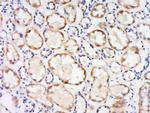 Dematin Antibody in Immunohistochemistry (Paraffin) (IHC (P))