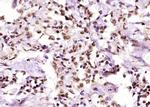 AMPK beta 1 Antibody in Immunohistochemistry (Paraffin) (IHC (P))