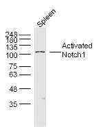 Neurogenic locus notch homolog protein 1 Antibody in Western Blot (WB)