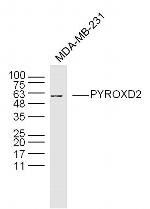 PYROXD2 Antibody in Western Blot (WB)