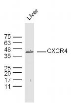 CXCR4 Antibody in Western Blot (WB)