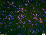 PMP2 Antibody in Immunohistochemistry (Paraffin) (IHC (P))