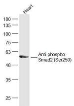 Phospho-Smad2 (Ser250) Antibody in Western Blot (WB)