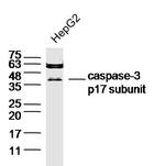 Caspase-3 p17 subunit Antibody in Western Blot (WB)