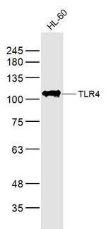 TLR4 Antibody in Western Blot (WB)