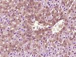 VEGFA Antibody in Immunohistochemistry (Paraffin) (IHC (P))