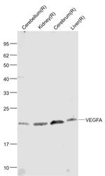 VEGFA Antibody in Western Blot (WB)