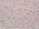 ANP Antibody in Immunohistochemistry (Paraffin) (IHC (P))