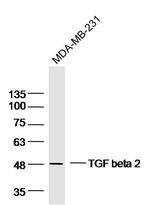 TGF beta 2 Antibody in Western Blot (WB)