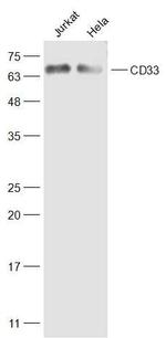 CD33 Antibody in Western Blot (WB)