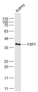 FBP1 Antibody in Western Blot (WB)