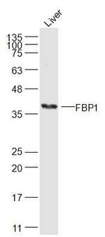 FBP1 Antibody in Western Blot (WB)