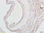 LOX 1 Antibody in Immunohistochemistry (Paraffin) (IHC (P))