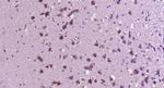 LOX 1 Antibody in Immunohistochemistry (Paraffin) (IHC (P))